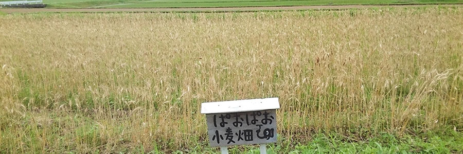 麦畑2